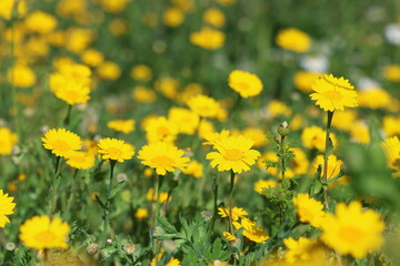 yellow daisy flower in the meadow in spring