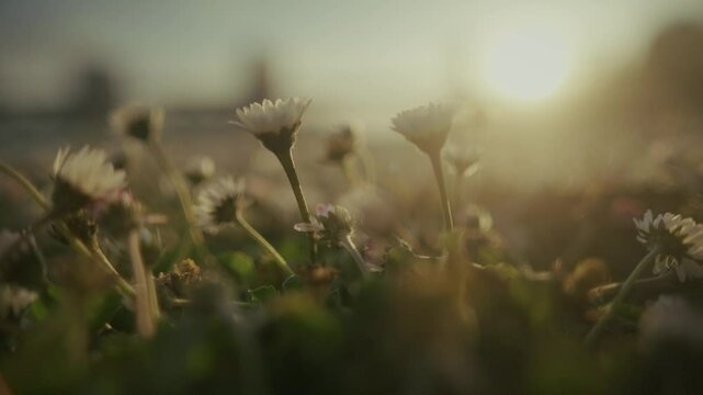 morning dew on the grass flowers spring sunset