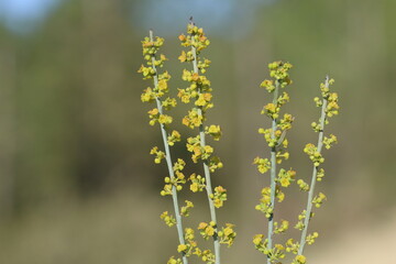 yellow mignonette (Reseda lutea) flowers in spring