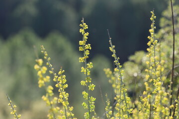 yellow mignonette (Reseda lutea) flowers in spring