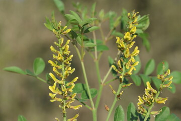  branch of wild licorice (glycyrrhiza sp) with flowers and leaves