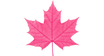 Isolated Pink Maple Leaf