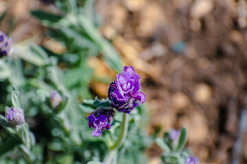 Butterfly lavender with large flowers attracting bees and pollinating insects, lavandula stoechas
