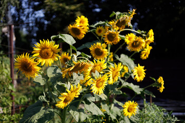 Obraz premium Yellow sunflowers are growing in the vegetable garden