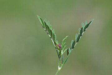 onobrychis caput galli (cock's head) plant in nature