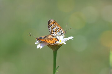 copulating Lesser Spotted Fritillary (Melitaea trivia) butterflies
