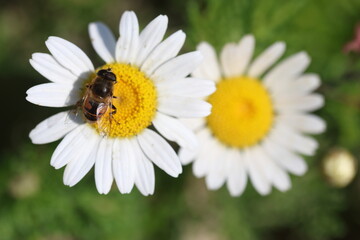 top view of a bee  on a daisy flower