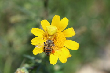 A yellow crab spider on a yellow daisy flower has caught a honeybee	
