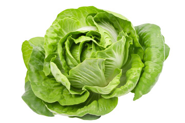 fresh green romaine lettuce isolated on white background