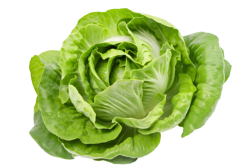 fresh green romaine lettuce isolated on white background
