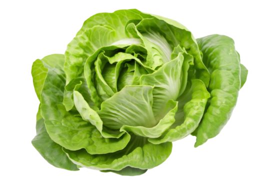 fresh green romaine lettuce isolated on white background