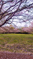 Naklejka premium 日本の桜／일본 벚꽃／Japanese cherry blossoms