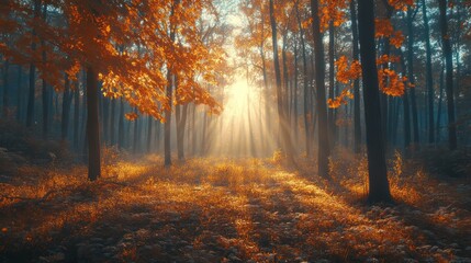Fototapeta premium Sunbeams pierce autumn forest mist
