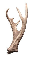 Fototapeta premium A weathered antler, a symbol of nature's artistry, with intricate textures and patterns formed by the passage of time in the wilderness. Isolated, transparent background, png.