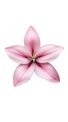 Obraz premium Elegant pink flower with detailed petals, highlighting natural beauty and delicate floral design. Isolated, transparent background, png.