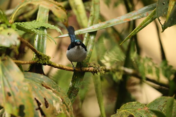 Fan-tailed berrypecker (Melanocharis versteri) is a species of bird in the family Melanocharitidae. It is found in New Guinea.