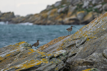 Les oiseaux