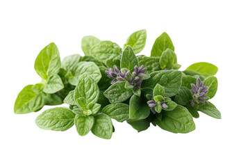 Fresh oregano leaves and flowers gathered from a garden in sunny weather