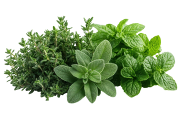 Fresh herbs including thyme, sage, and mint arranged for culinary use in a kitchen setting