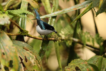 Fan-tailed berrypecker (Melanocharis versteri) is a species of bird in the family Melanocharitidae. It is found in New Guinea.