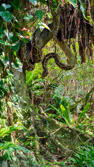 a giant snake at a zoo