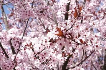 Śliwa wiśniowa z pięknymi jasnoróżowymi delikatnymi kwiatami © tomo81