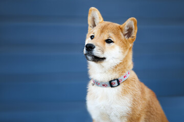 cute shiba inu puppy portrait in a collar on blue background outdoors