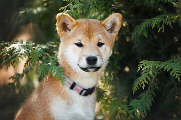 cute shiba inu puppy portrait in a collar framed by lush evergreen  branches
