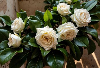 White roses blooming with lush green leaves  