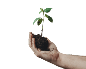 Hand Holding a Small Green Seedling with Dark Soil, PNG