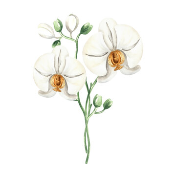 white orchids watercolor painting on white clip art preview