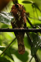 The feline owlet-nightjar (Aegotheles insignis) is a species of bird in the family Aegothelidae. It is found in New Guinea. 