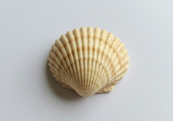 Close up of a scallop seashell with ridges on a white background in a studio setting light