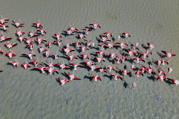 Flock of Flamingos Wading in the Lake