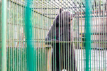 Big bear in a cage Bielaviezskaja Pusca National Park Belarus.