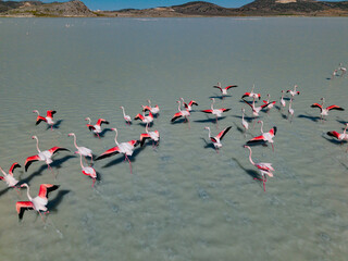 Flock of Flamingos Wading in the Lake