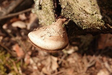 Huba drzewna © tomo81