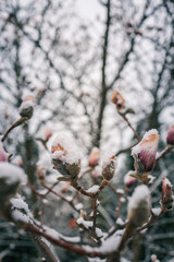 Magnolia flower buds covered in fresh snow during an unexpected spring frost, highlighting the contrast between delicate blossoms and icy weather