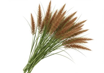 A bundle of pampas grass with brown plumes and green stems isolated on a white background studio shot