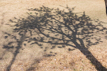 On a sunny day, a tree's shadow appears over the withered brown grass.