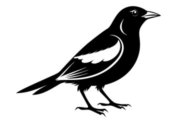 bobolink silhouette line art vector illustration