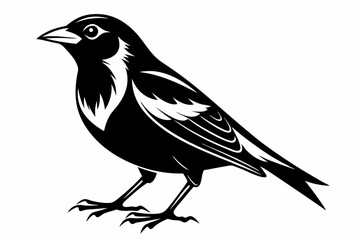 bobolink silhouette line art vector illustration