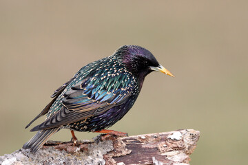 Starling