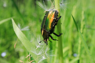 Cetonia aurata insect beetle close up nature