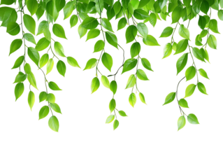 Vibrant Green Leaves Cascading on Transparent Background, PNG