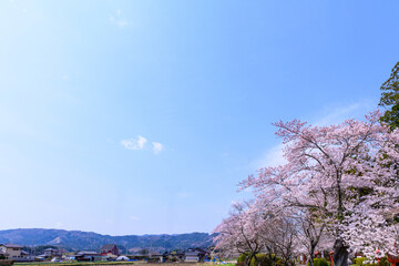 福島県相馬市の涼ケ岡(すずみがおか)八幡神社と桜