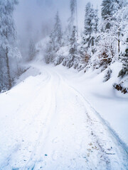 Obraz premium the view of winter into jungle