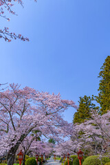 福島県相馬市の涼ケ岡（すずみがおか）八幡神社と桜
