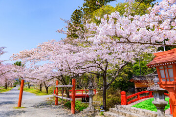 Fototapeta premium 福島県相馬市の涼ケ岡（すずみがおか）八幡神社と桜 