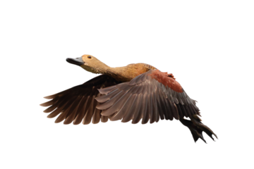 Fulvous whistling duck flying isolated on transparent background png file